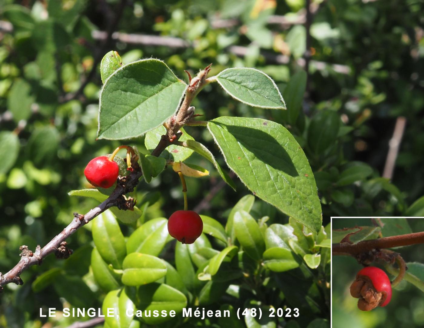 Cotoneaster, Wild fruit